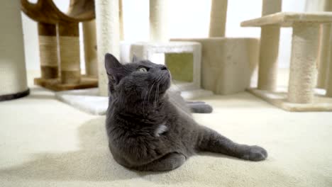 gray house cat enjoying in his warm and comfortable new home.