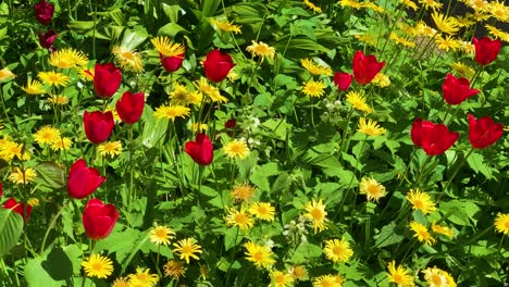 red tulips and yellow elecampane flowers in dense plant garden, latvia