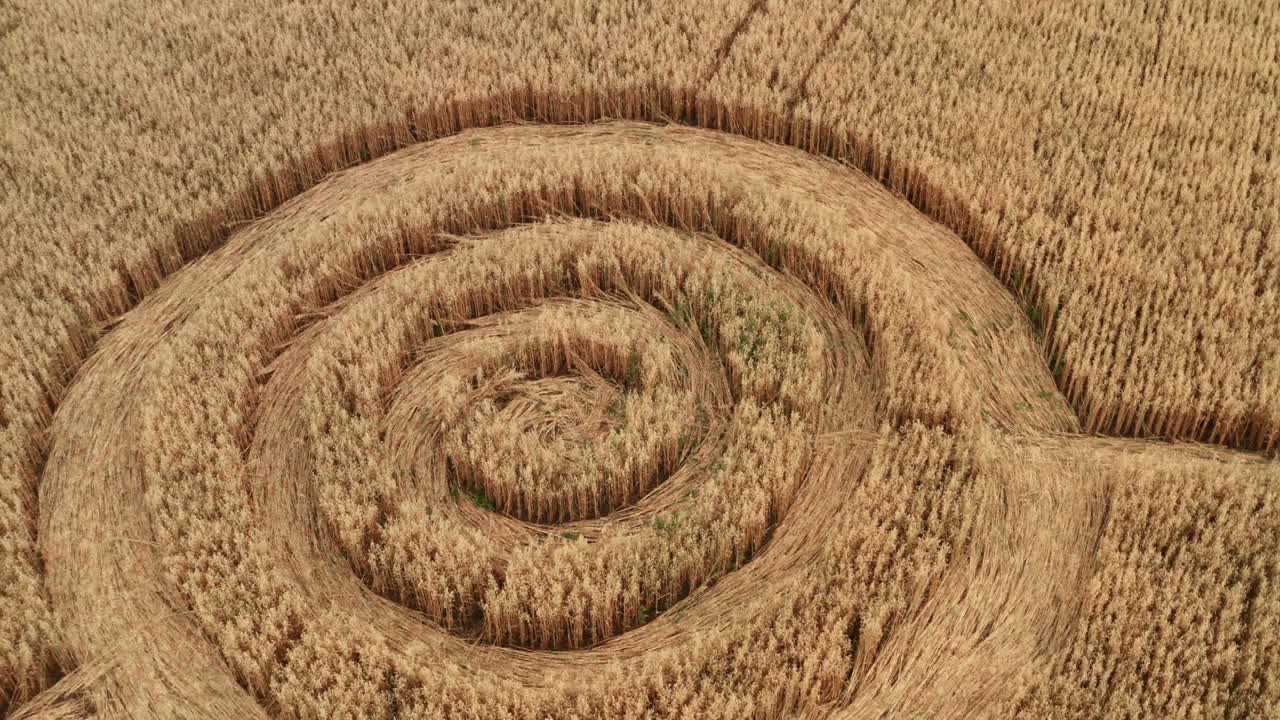 círculos de ovnis falsos en el campo amarillo de la cosecha de grano, vista aérea desde un avión no tripulado. símbolos de forma de geometría redonda como signos alienígenas, concepto de misterio
