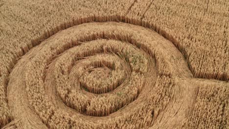 fake ufo circles on grain crop yellow field, aerial view from drone. round geometry shape symbols as alien signs, mystery concept