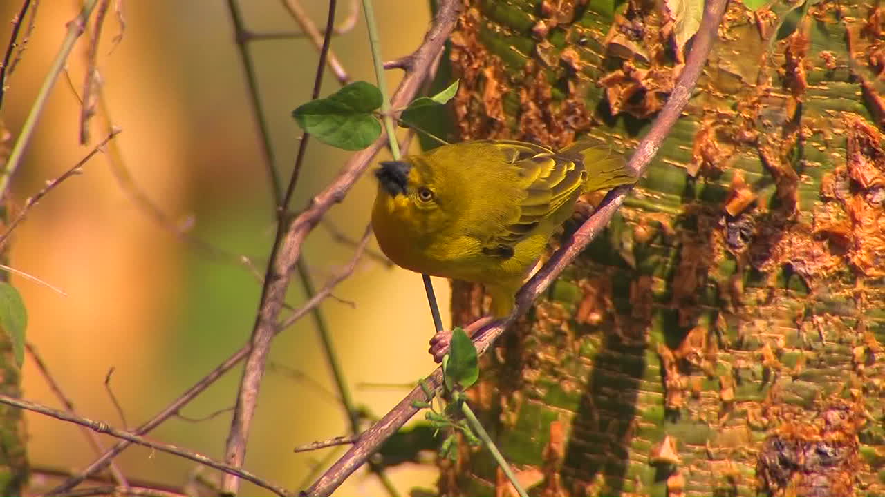 un pájaro amarillo está posado en una rama delgada picoteando hojas
