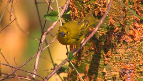 a yellow bird is perched on a thin branch pecking at leaves