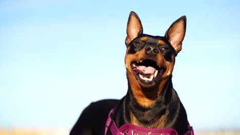 slow motion mini pinscher looking up and side to side as it's panting with the dog's tongue hanging out of its mouth and ears standing up on alert - low angle capturing the head, slight body, blue sky