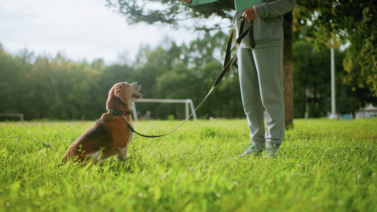 Beagle dog energetically jumps on grassy field trying to reach height while held on leash by trainer during lively outdoor training session surrounded by lush trees and bright sunny weather