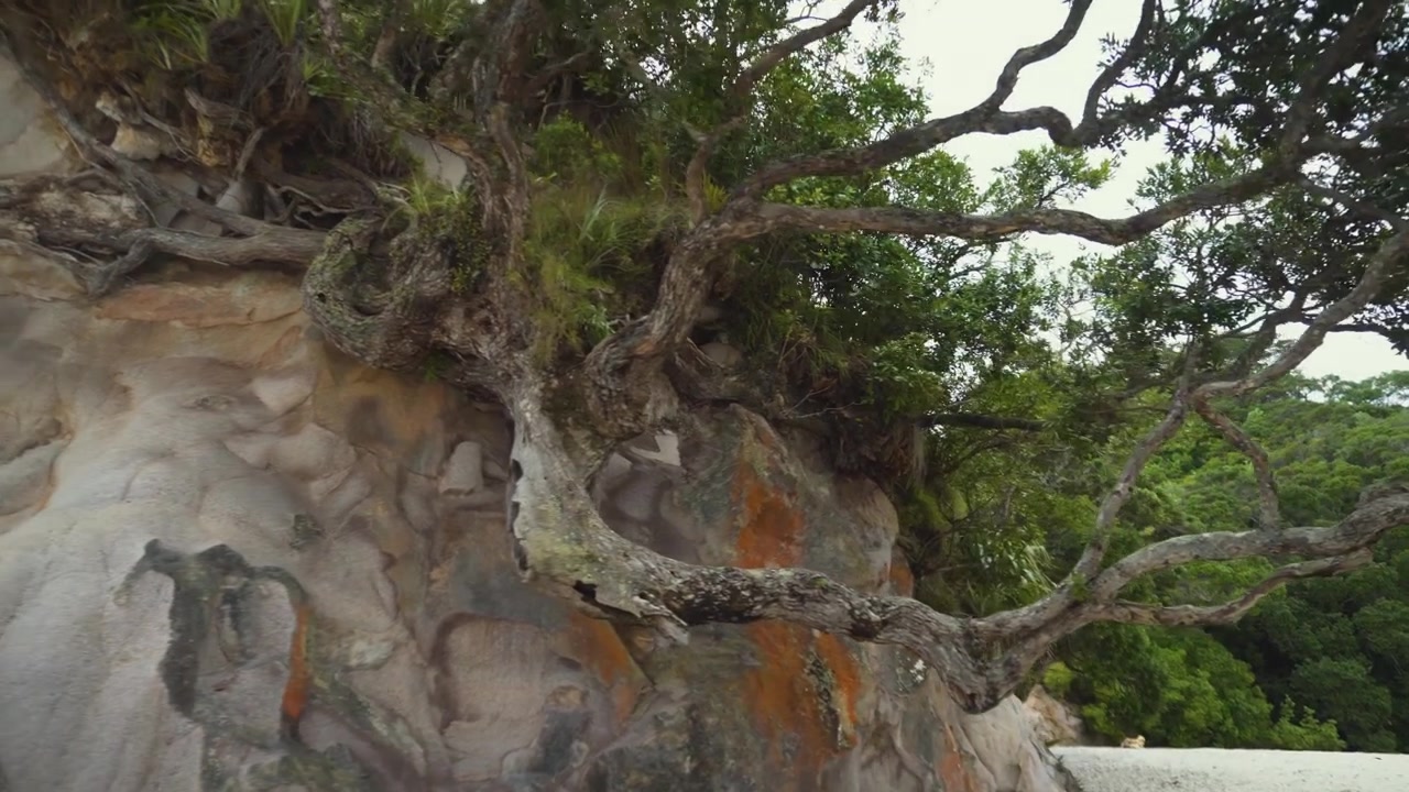 alberi, alberi, maroni, estate, guyane, guyana, suriname, guiana francese, nuvole, oceano indiano, equatoriale, nuvole, oceano indiano, punto di vista, turismo, sud america, vacanza