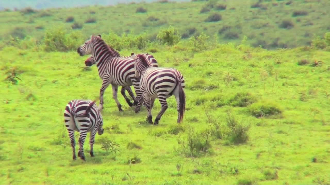 Zebras play in a field in Africa