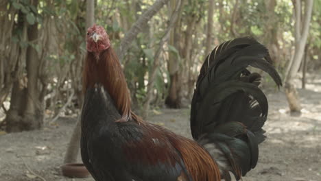 Blind-Rooster-Looking-Around-In-A-Backyard-in-Province