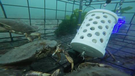 imágenes submarinas de cangrejos dungeness atrapados en una trampa de cangrejos en el sonido de puget