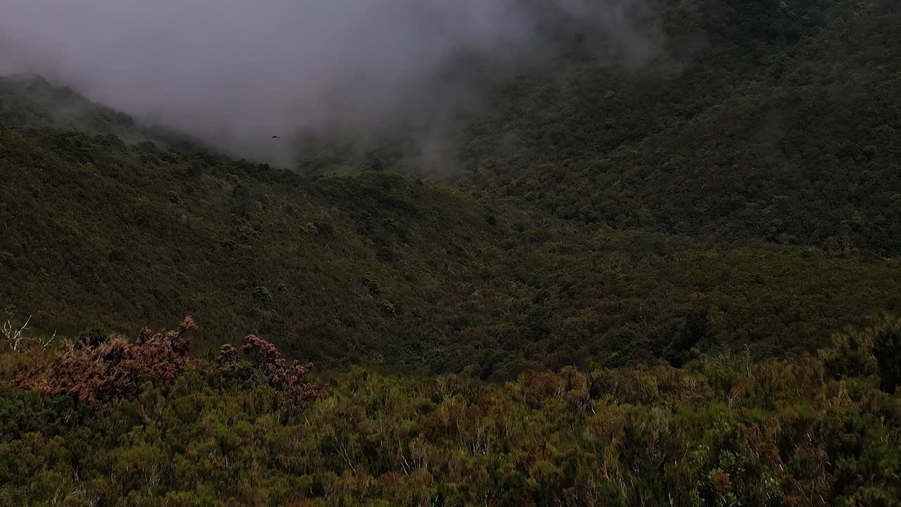Aerial view of lush forests in Madeira, Portugal captured by drone
