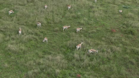 Drone-footage-of-a-Springbok-antelopes-grazing-on-green-summers-savannah-in-the-wild