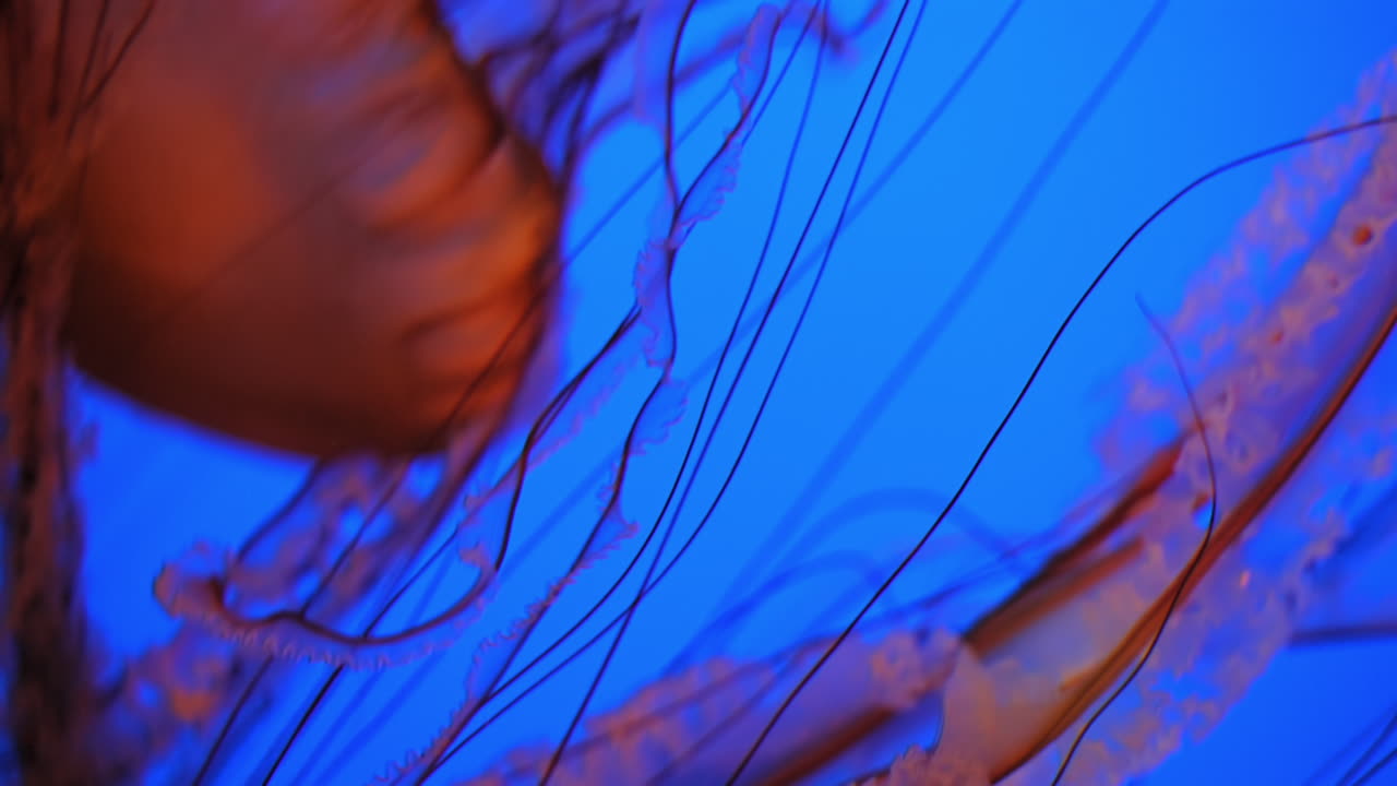Orange sea nettles with long tentacles - close up