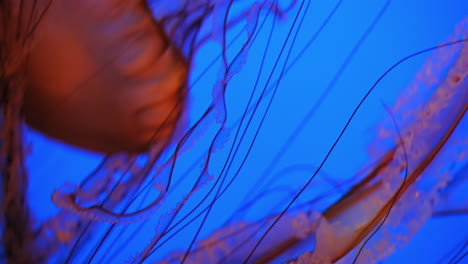 Orange-sea-nettles-with-long-tentacles---close-up