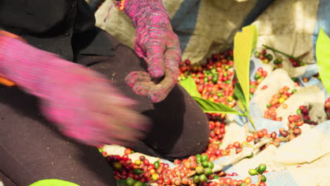 cosecha de cerezas de café maduras de ramas a mano