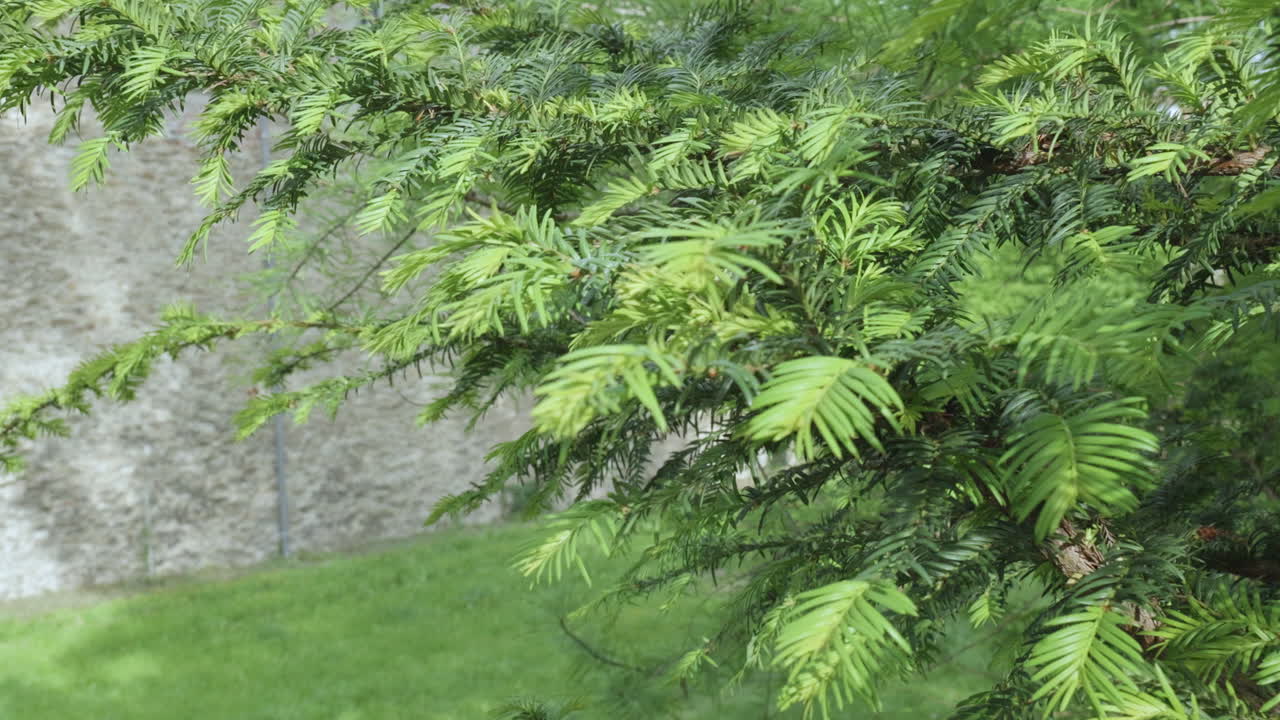 Evergreen branches swaying in the wind