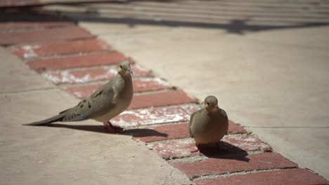 2-Palomas-Disfrutando-De-La-Compañia-Hd