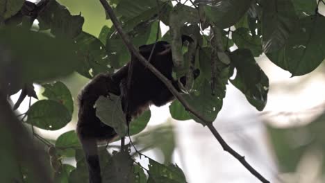 monkey eating in a tree in the amazon rainforest in tena, ecuador