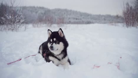 a bone has been tossed to an alaskan malamute in deep snow - static shot