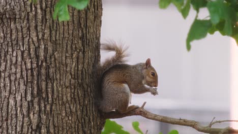 squirrel eating while sitting still on a tree branch, partially hidden by green leaves