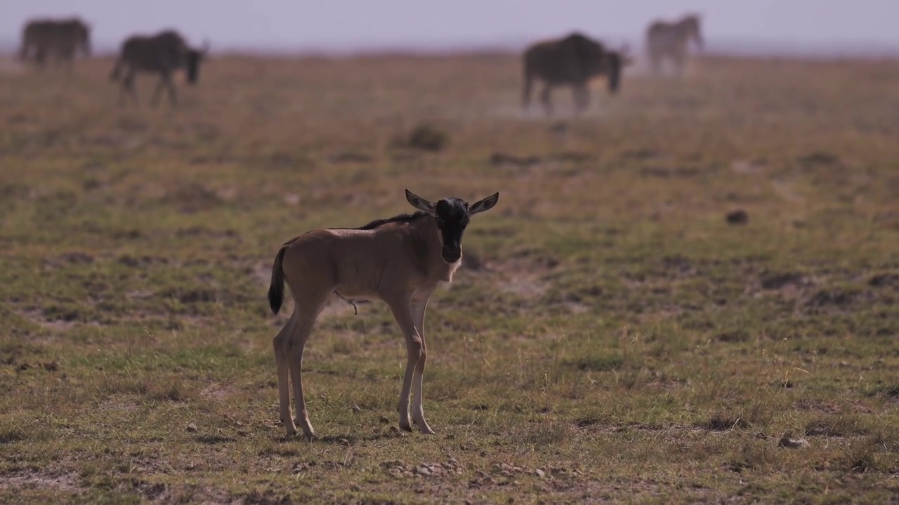 Cinematic Slow Motion Drought with Wildebeest Gnu Baby Running, Animals in Dry Season Dusty Conditions with Dust in Amboseli, Walking in Search of Water in African Wildlife Safari in Kenya in Africa.