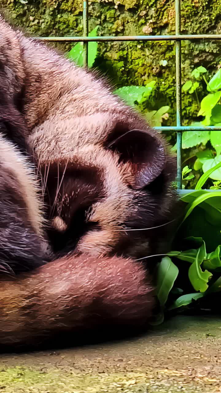 Poor civet locked up in an enclosure to produce expensive coffee in Indonesia