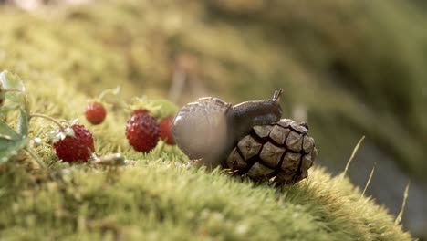 close-up de la vida silvestre de una y fresas silvestres y caracol en la fuerte lluvia en el bosque. disparado en cámara súper lenta 1000 fps.