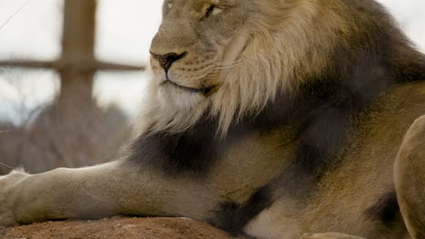 tilt up reveal majestic lion mane