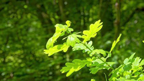 Close-up-Video-footage-of-the-leaves-of-the-Horse-Chestnut-Tree,-blowing-gently-in-the-summer-breeze