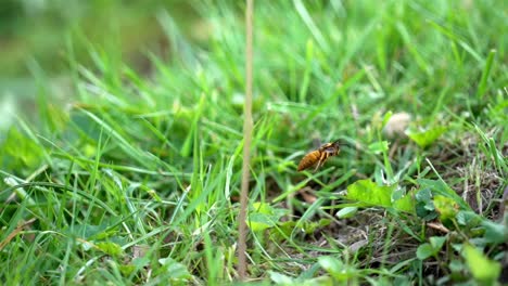 Closeup-of-wasp-flying-low-along-grass,-beautiful-representation-of-insect