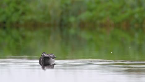 a wild tufted duck wakes up from sleep on the water