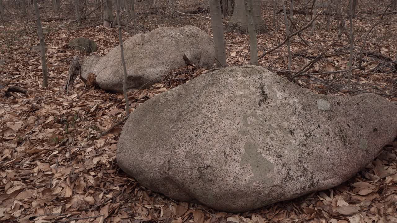 Two beautiful rocks that add a wonderful dimension, with dead leaves on the ground at the beginning of spring. In the background, many tree trunks of the forest can be seen.