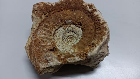 A-Rare-Fossil-Specimen-Close-Up