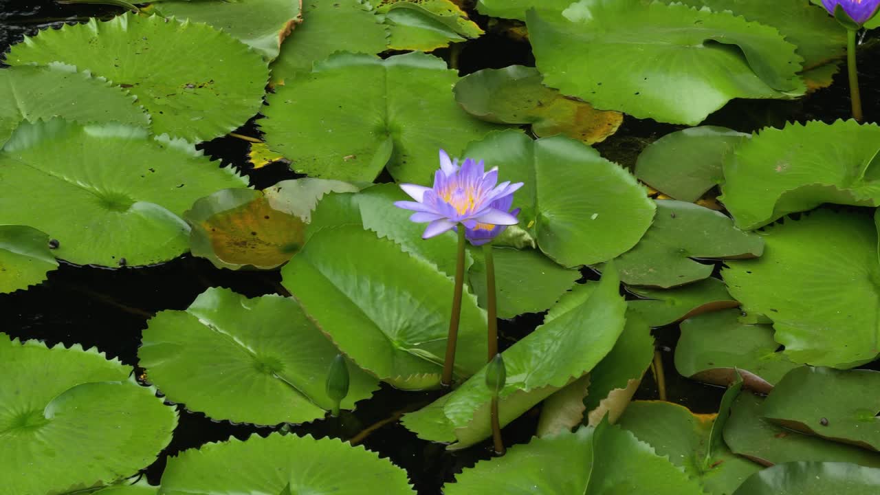 Blooming Purple Water Lily and Green Leaves – Tropical Pond in Thailand