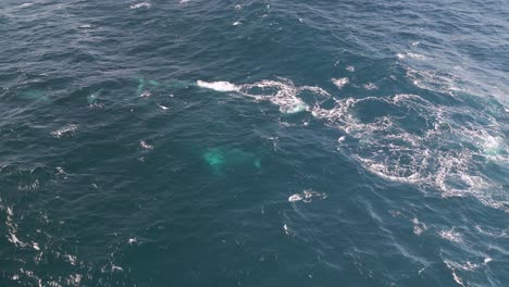 ballenas nadando bajo el océano pacífico azul