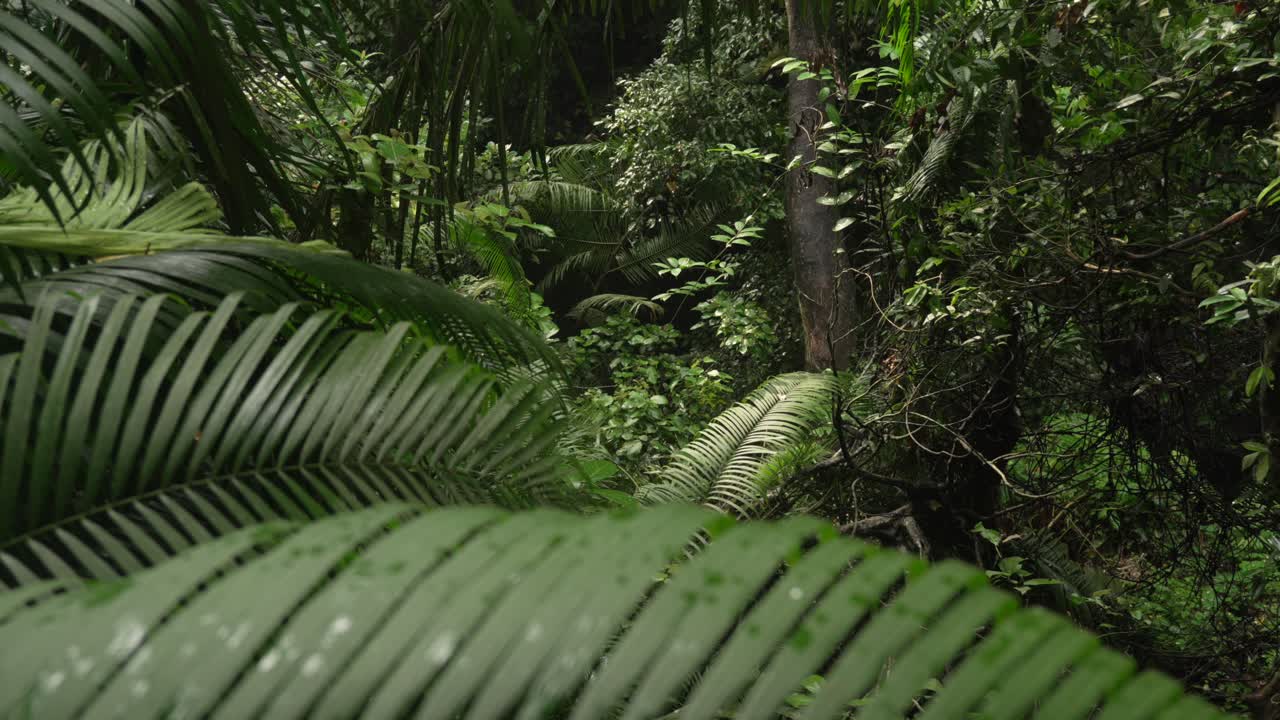 Rainforest plant leaves up-close nature dense humid forest Bali Indonesia