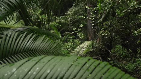 rainforest plant leaves up-close nature dense humid forest bali indonesia