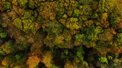 drone-flight-over-beautiful-autumn-colored-forest-with-rotating-camera