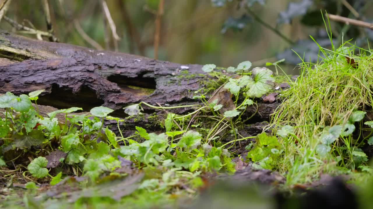 Bank vole slowly exits hollow log onto mossy forest floor, surrounded by low greenery