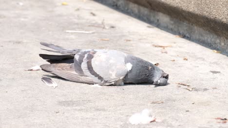 dead pigeon laying on the sidewalk