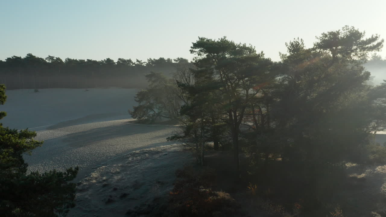 Sunlight Passes Through The Forest Of Scots Pine At Sand Drift In Soester Duinen In Netherlands