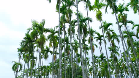 vista de abajo a arriba de las palmeras de areca y coco que se encuentran en la región de terai en nepal