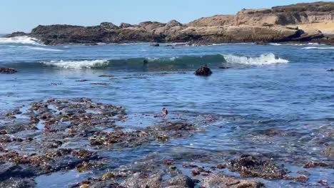 black oystercatcher foraging along the shallow tidepools of point lobos state natural reserve in northern california