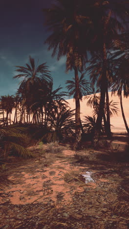 palm trees in the desert