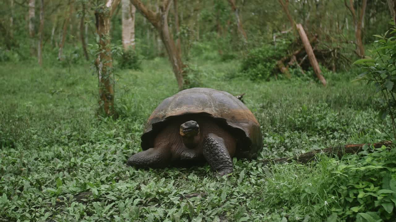 близкий взгляд на гигантскую черепаху галапагоса, питающуюся, tortuga gigante