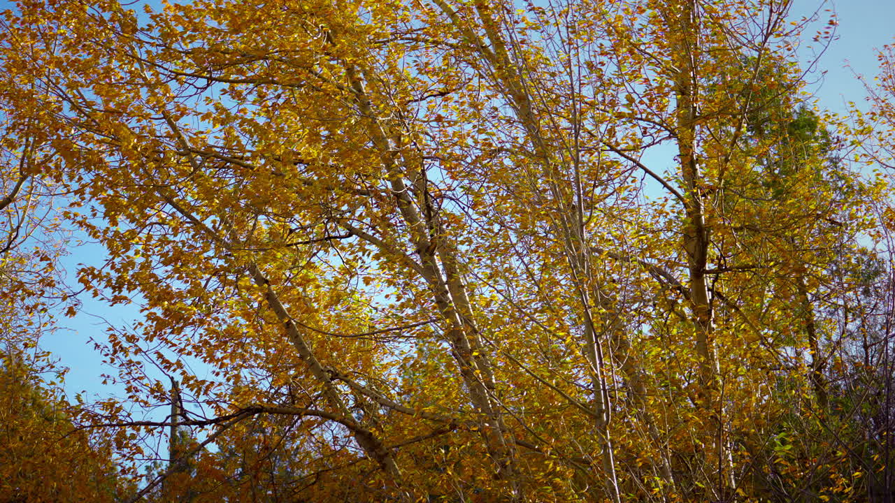 Quaking Aspen Grove On A Windy Day In Fall