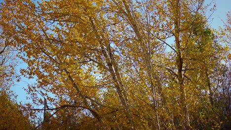 quaking aspen grove on a windy day in fall