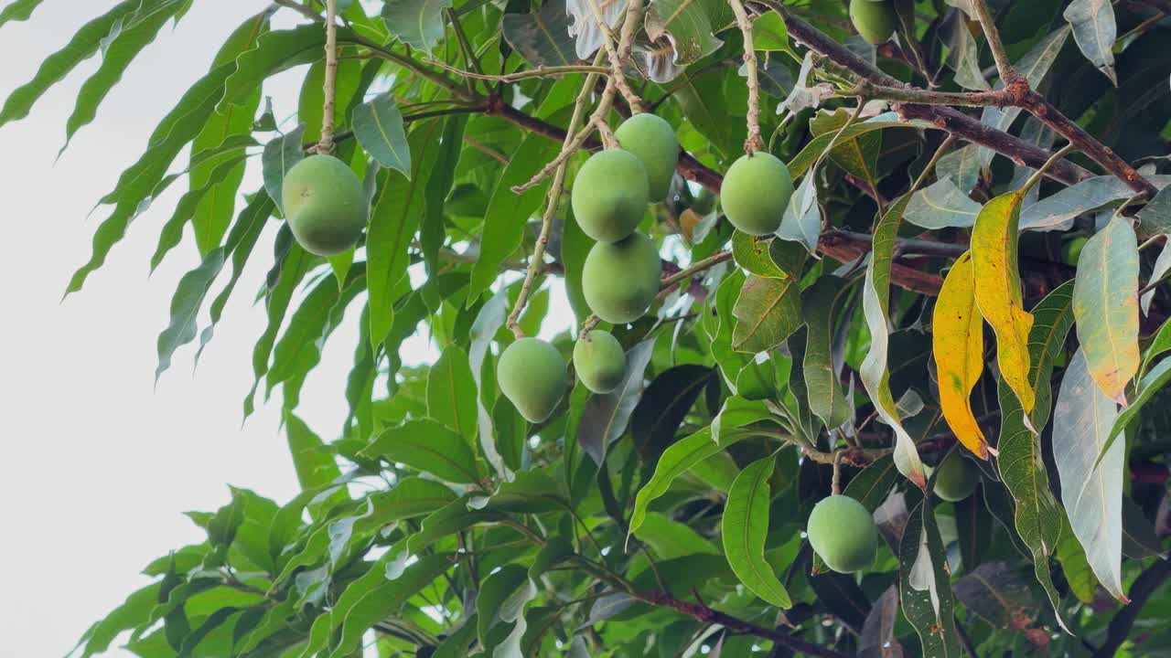 Molti manghi verdi acerbi appesi a grappoli dai rami degli alberi con foglie rigogliose, luce diurna intensa che filtra attraverso il fogliame, frutta tropicale fresca che cresce naturalmente all'aperto
