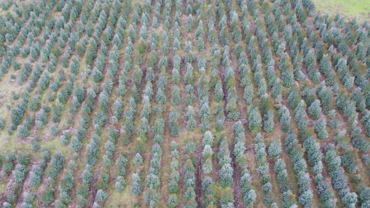 Sideways aerial view over a young, two year old plantation of Eucalyptus globulus, blue gum. Chetwynd, western Victoria, Australia, June 2023.