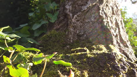una oruga verde que se arrastra en la base de un árbol en un brillante día de primavera
