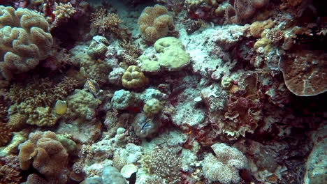 la vibrante escena de los arrecifes de coral submarinos