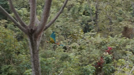 Guacamayo-Verde-Tropical-En-Vuelo-En-Selva-Exótica-Con-Plantas-Y-Hojas-Durante-El-Día-Soleado